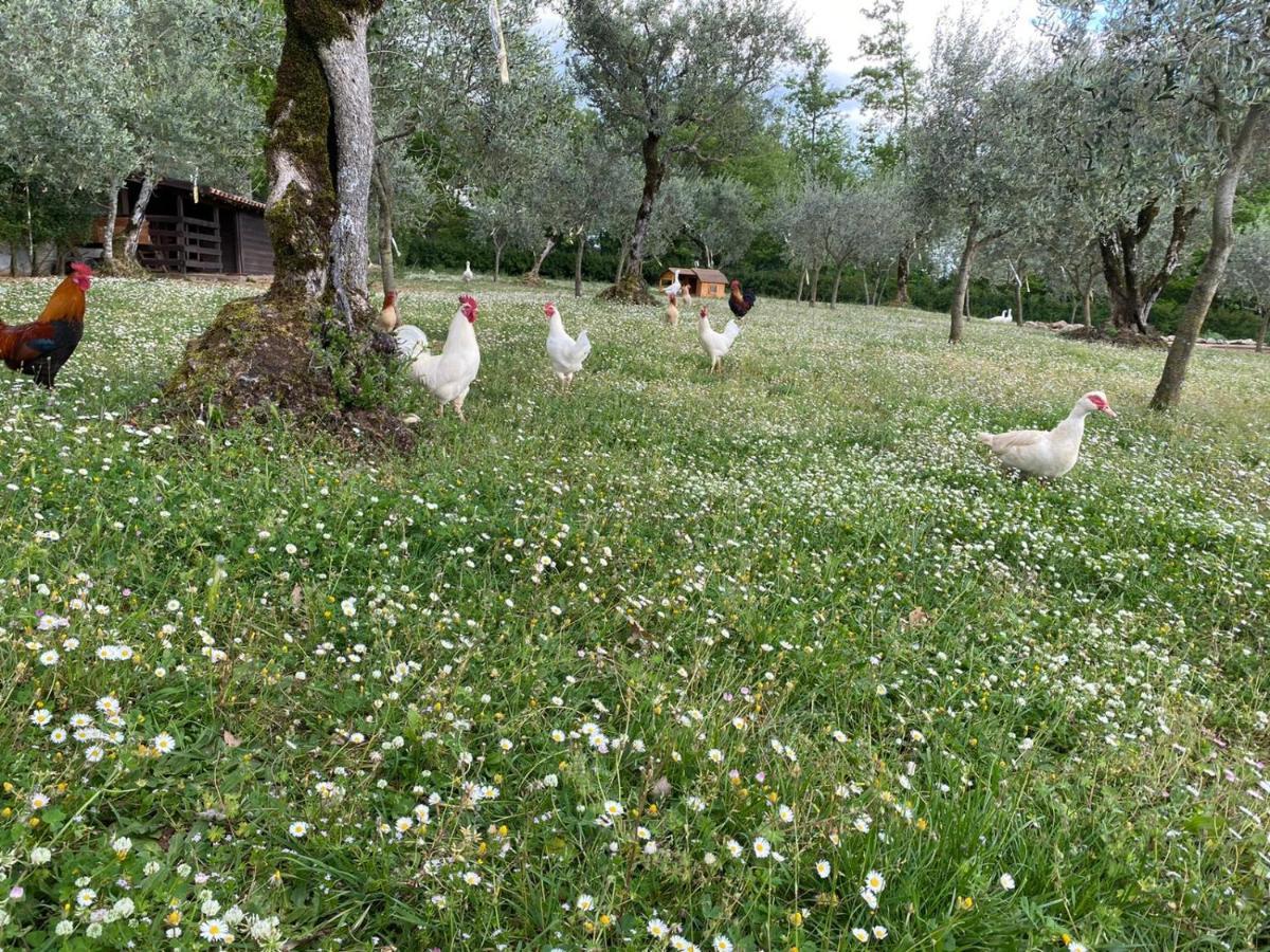 Agriturismo L'Ulivo Падула Екстериор снимка